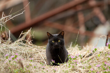黒猫