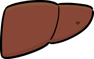 Illustration of liver
