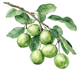Watercolor illustration of whole green jujube fruits with leaves and branches