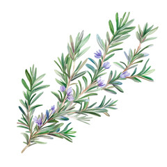 Naklejka premium Fresh rosemary sprig with delicate purple flowers captured in natural detail during daylight hours