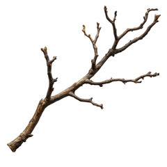 Natural dry branch with twigs ideal for decorative purposes or crafting projects