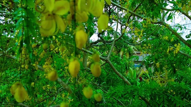Tropical Yellow Flowers and Green Leaves. Blooming Starfruit Tree in Nature