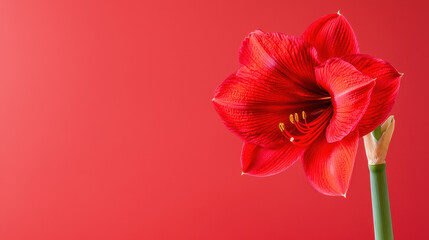 Vibrant red amaryllis flower stands out against smooth red background, showcasing its intricate petals and striking beauty