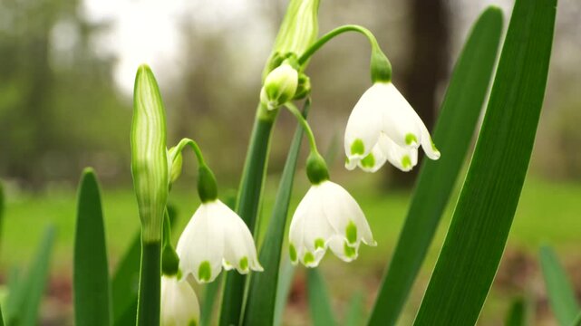 Close-up of Caucasian rare white-flowered Leucojum with milky-white flowers and green leaves in early spring in the foothills Caucasus
