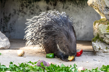 Indian crested Porcupine, Hystrix indica in a german nature park