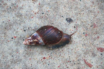 A Snail Walking on Soft Ground