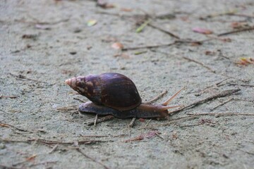 The Journey of a Beautiful Land Snail