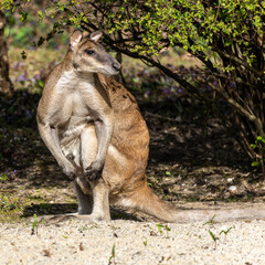 The agile wallaby, Macropus agilis also known as the sandy wallaby