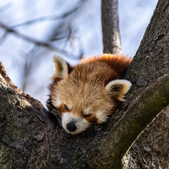 The red panda, Ailurus fulgens, also called the lesser panda.