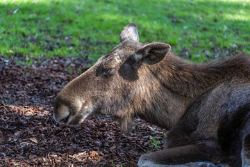 Fototapeta premium European Moose, Alces alces, also known as the elk
