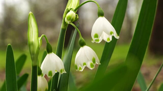 Close-up of Caucasian rare white-flowered Leucojum with white flowers and green leaves in early spring in the foothills of the Caucasus