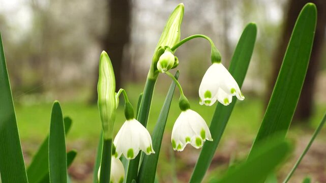 Close-up of Caucasian rare Leucojum with milky white flowers and green leaves in early spring in the foothills of the Caucasus