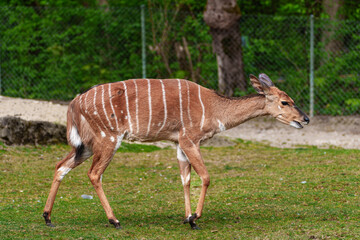 Nyala Antelope - Tragelaphus angasii. Wild life animal.