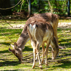 The fallow deer, Dama mesopotamica is a ruminant mammal