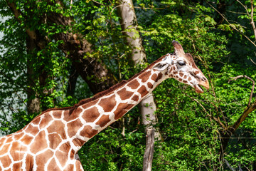 The giraffe, Giraffa camelopardalis is an African mammal