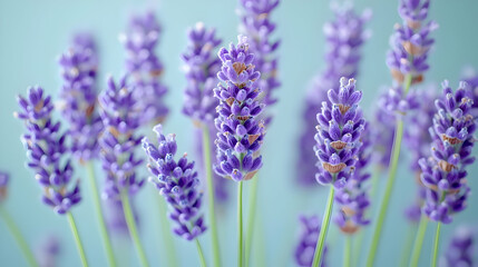 Obraz premium Closeup Lavender Flowers On Light Blue Background