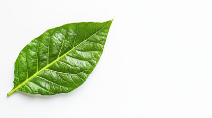 Obraz premium Fresh green leaf with vibrant texture and natural details, isolated on white background, showcasing its beauty and simplicity