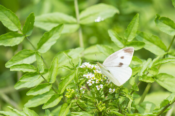 春の蝶　モンシロチョウが花の蜜を吸う04