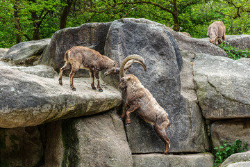 Two Ibex Mountain goats fight head to head over female and territory