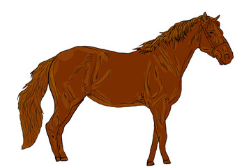 horse isolated on white