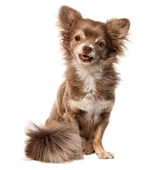 Obraz premium brown chihuahua dog sitting on transparent background