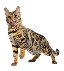 bengal cat sticking tongue out, isolated on transparent background.