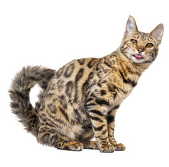 bengal cat with tongue out, isolated on transparent background.