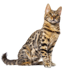 bengal cat sitting, isolated on transparent background.