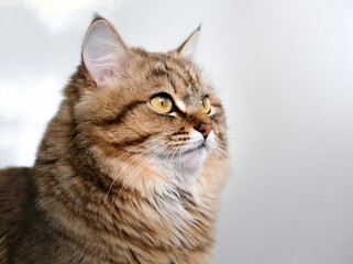 Playful smiling tabby cat, side view. Place for text on the wall, copy space. Close-up portrait of cute, furry kitten.
