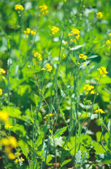 Yellow mustard flowers in field