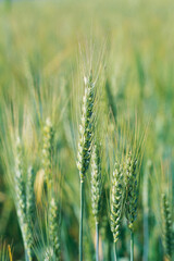 Wheat crops in field, Dudwa, Uttar Pradesh, India