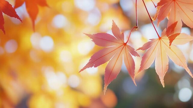 Vibrant display of autumn foliage showcasing japanese maple leaves with bokeh background