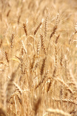 wheat crops ready for harvest in field