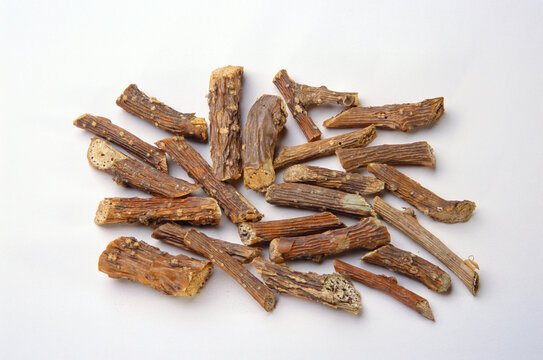 Ayurvedic herb guduci rasayan amrita tinospora cordifolia wild on white background