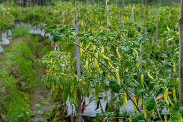 Chili pepper plantation with rows of lush green plants bearing yellow and slightly red chilies,...