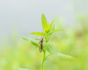 ガガンボが水辺の草にとまる01