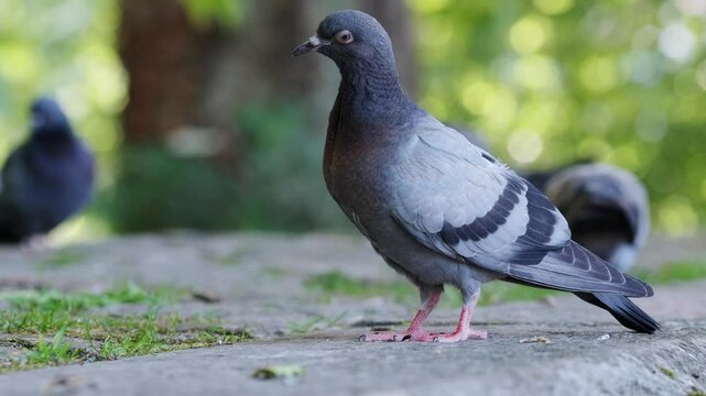 Close-up video of a pigeon standing in a field, surrounded by grass and natural vegetation. The bird is calm and alert, with soft lighting highlighting its feathers and natural coloring. A peaceful ru