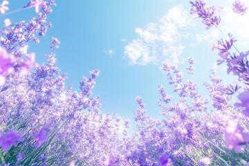 Fototapeta premium Vibrant lavender blooms stretch endlessly under a clear blue sky creating a stunning natural tapestry 