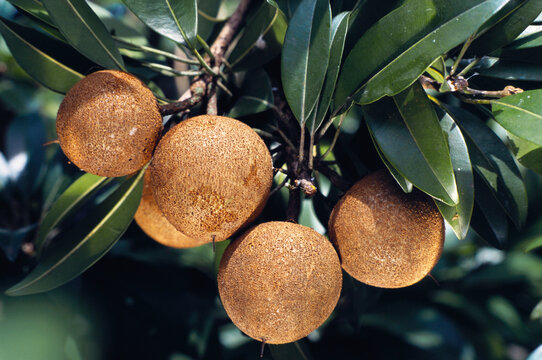 Chikku fruit tree India