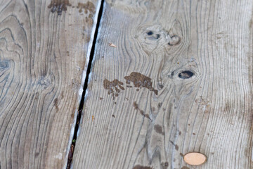 木道に残るアライグマの足跡。
埼玉県北本市、北本自然観察公園-2025
