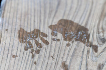 木道に残るアライグマの足跡。
埼玉県北本市、北本自然観察公園-2025
