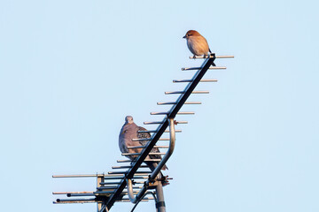 美しいモズ（モズ科）
英名学名：Bull headed shrike (Lanius bucephalus, family...
