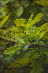 Green leaves on a blurred background on a sunny May day in the countryside.