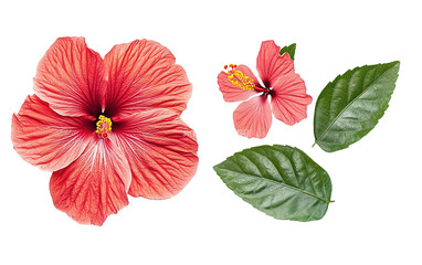 Bright large flower and leaf of red hibiscus on transparent background, png