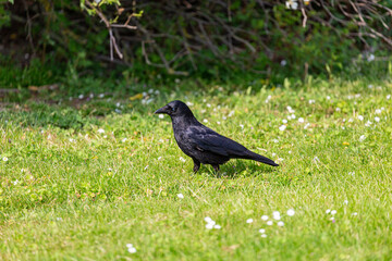 Crow on a grass field