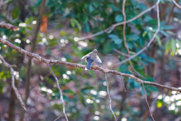 幸せの青い鳥、可愛いルリビタキ（ヒタキ科）
英名学名：Red flanked Bluetail (Tarsiger cyanurus)
埼玉県北本市、北本自然観察公園-2025
