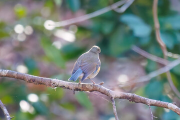 幸せの青い鳥、可愛いルリビタキ（ヒタキ科）
英名学名：Red flanked Bluetail...