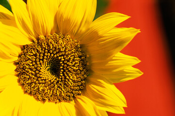 Obraz premium Sunflower helianthus annuus