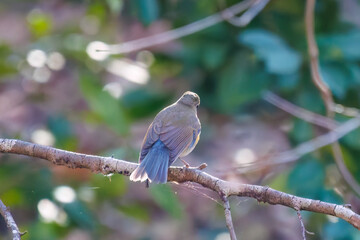 幸せの青い鳥、可愛いルリビタキ（ヒタキ科）
英名学名：Red flanked Bluetail...
