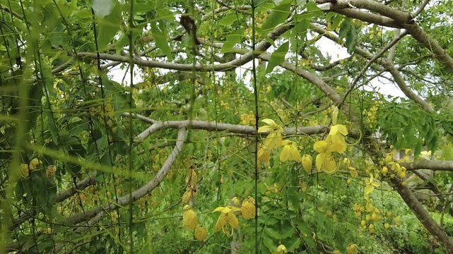 Lush Green Foliage with Yellow Blooms. Vibrant Green Plant Life with Flowers	